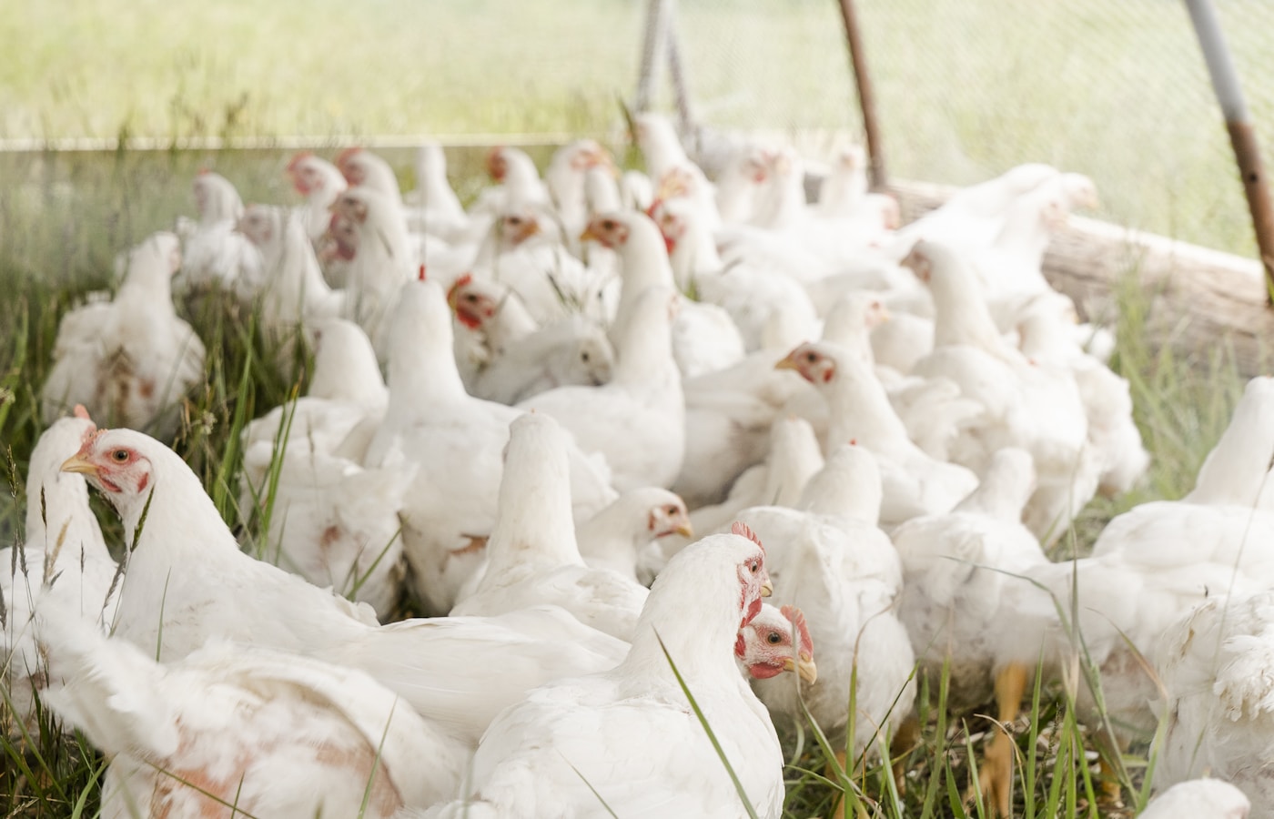 Steel Magnolia Farms — pasture-raised chickens on open grass